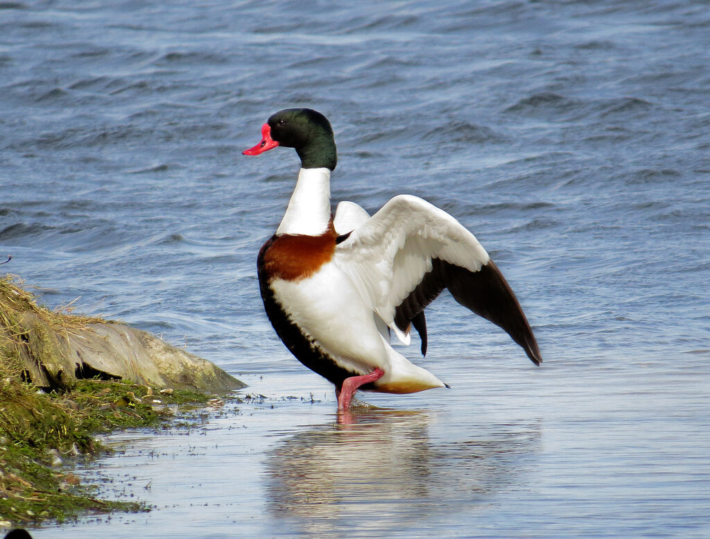 Common Shelduck