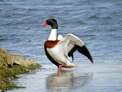 Common Shelduck