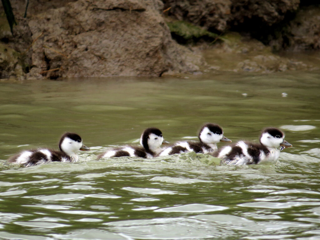 Common Shelduckjuvenile