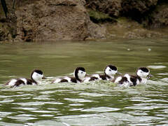 Common Shelduck