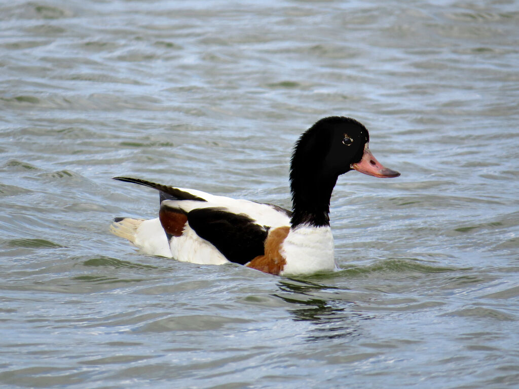 Common Shelduck