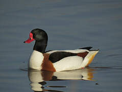 Common Shelduck