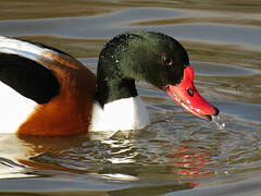 Common Shelduck