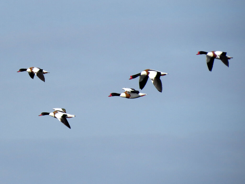 Common Shelduck, Flight