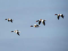 Common Shelduck