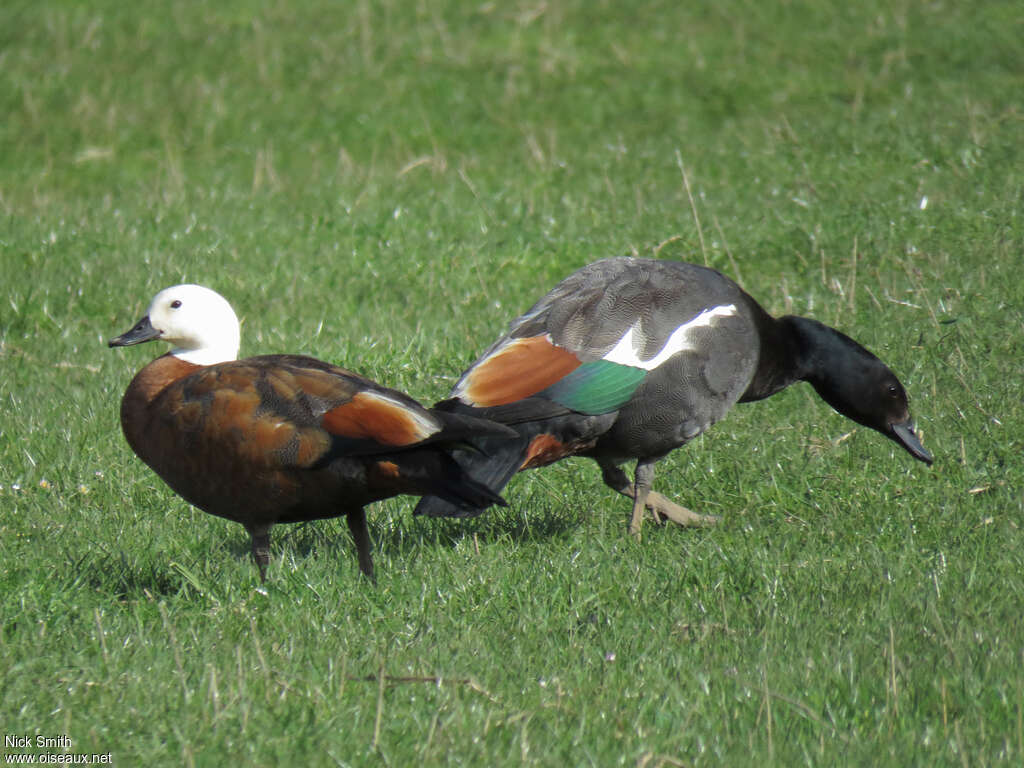 Paradise Shelduckadult, pigmentation