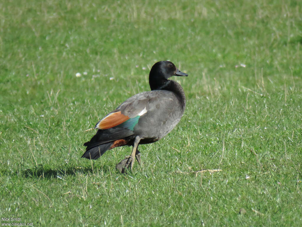 Tadorne de paradis mâle adulte, identification