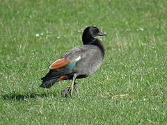 Paradise Shelduck