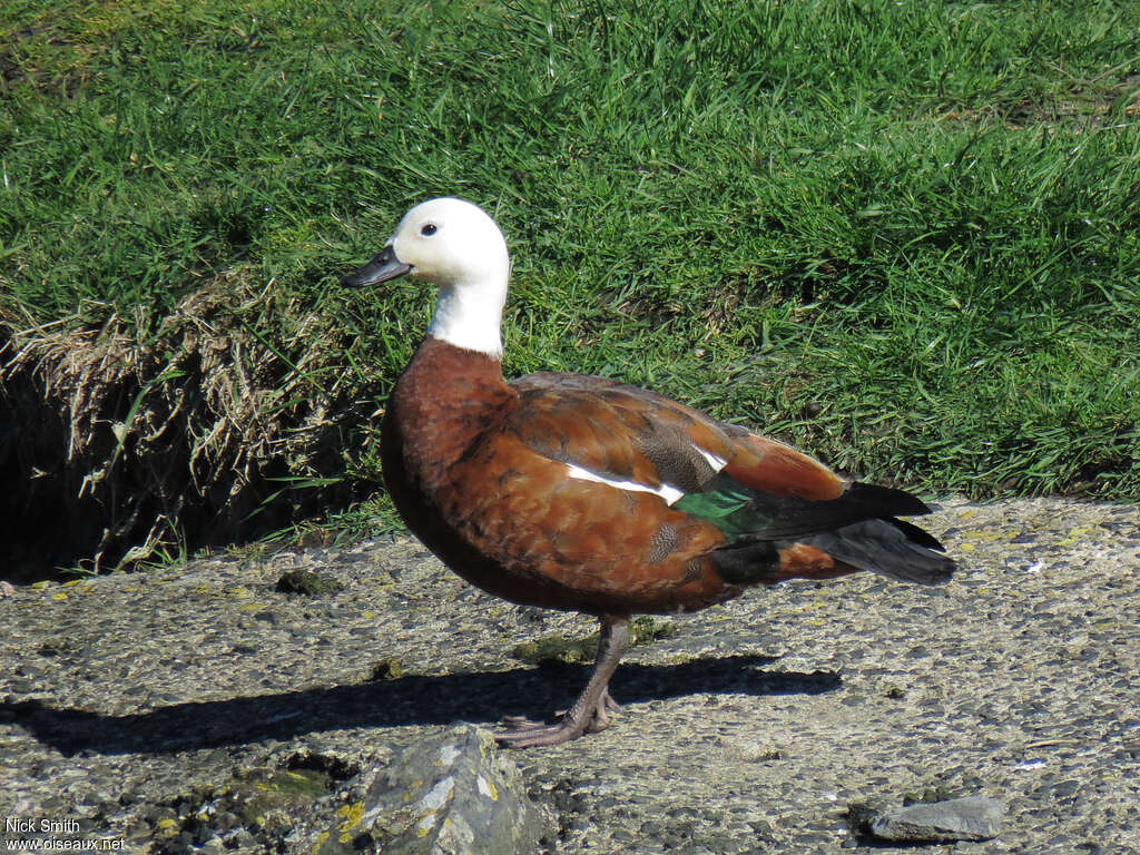 Paradise Shelduck female adult, identification