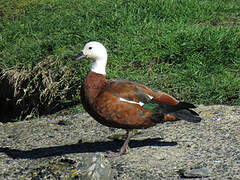 Paradise Shelduck