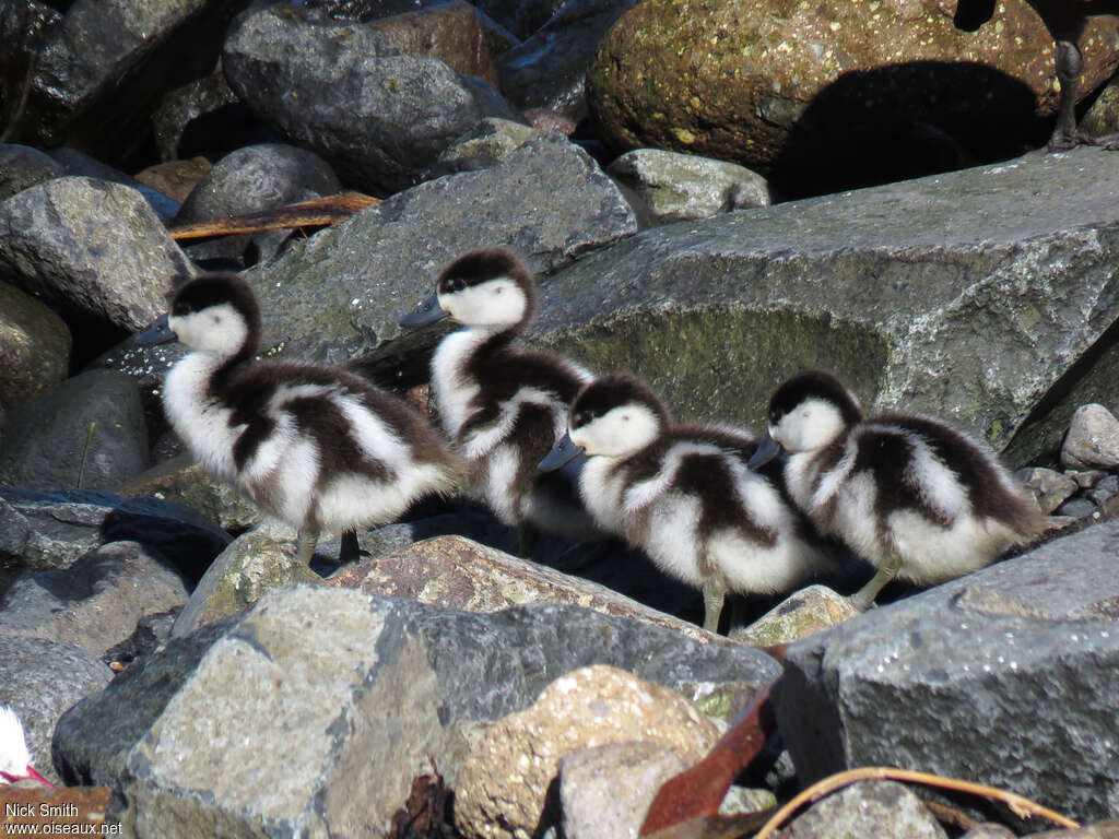 Paradise Shelduck female juvenile