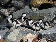 Paradise Shelduck