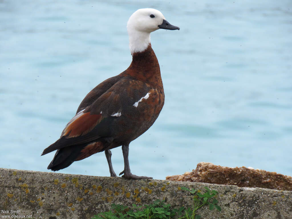 Paradise Shelduck female adult, identification