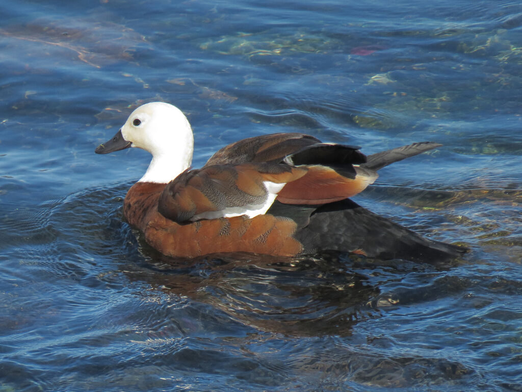 Paradise Shelduck