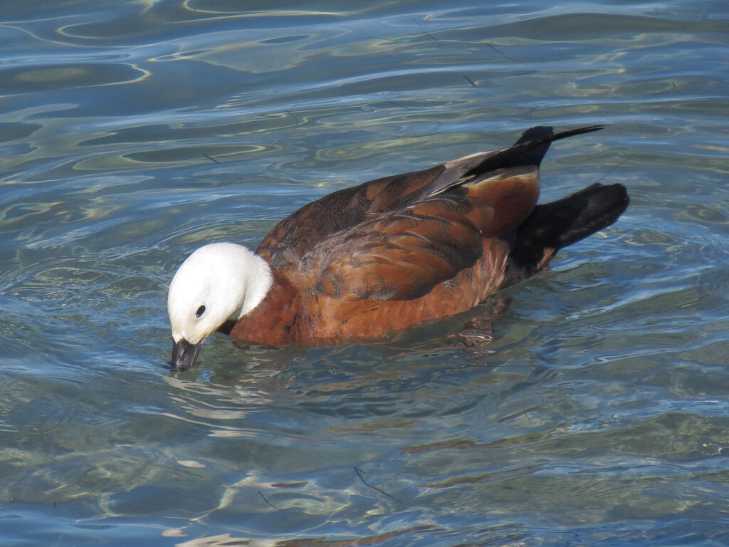 Paradise Shelduck