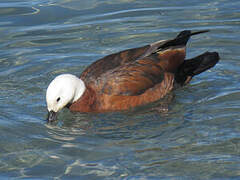 Paradise Shelduck