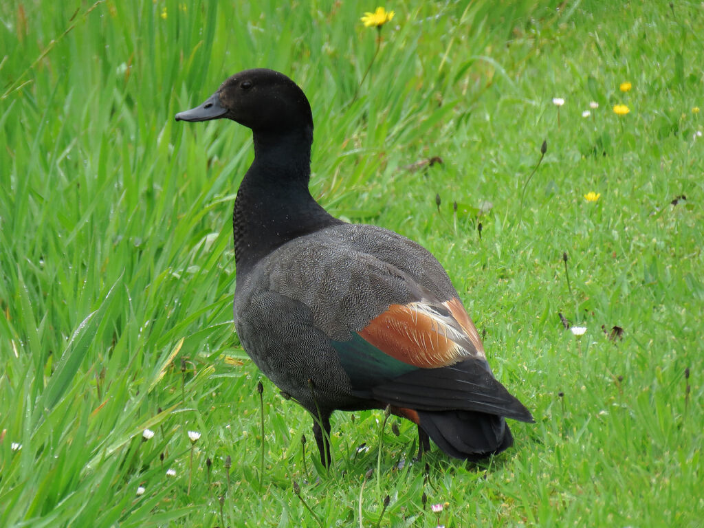 Paradise Shelduck male