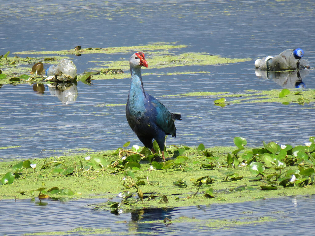 Grey-headed Swamphen