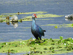 Grey-headed Swamphen