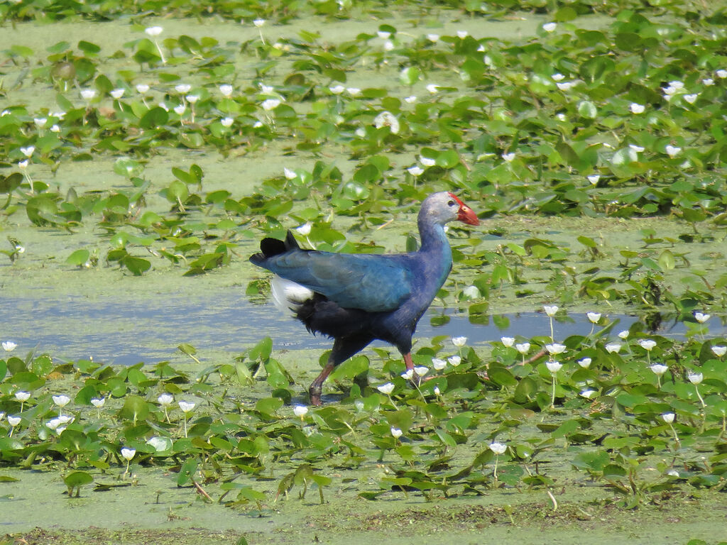 Grey-headed Swamphen