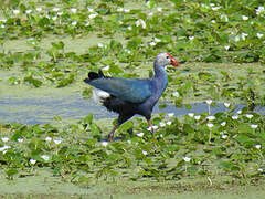 Grey-headed Swamphen