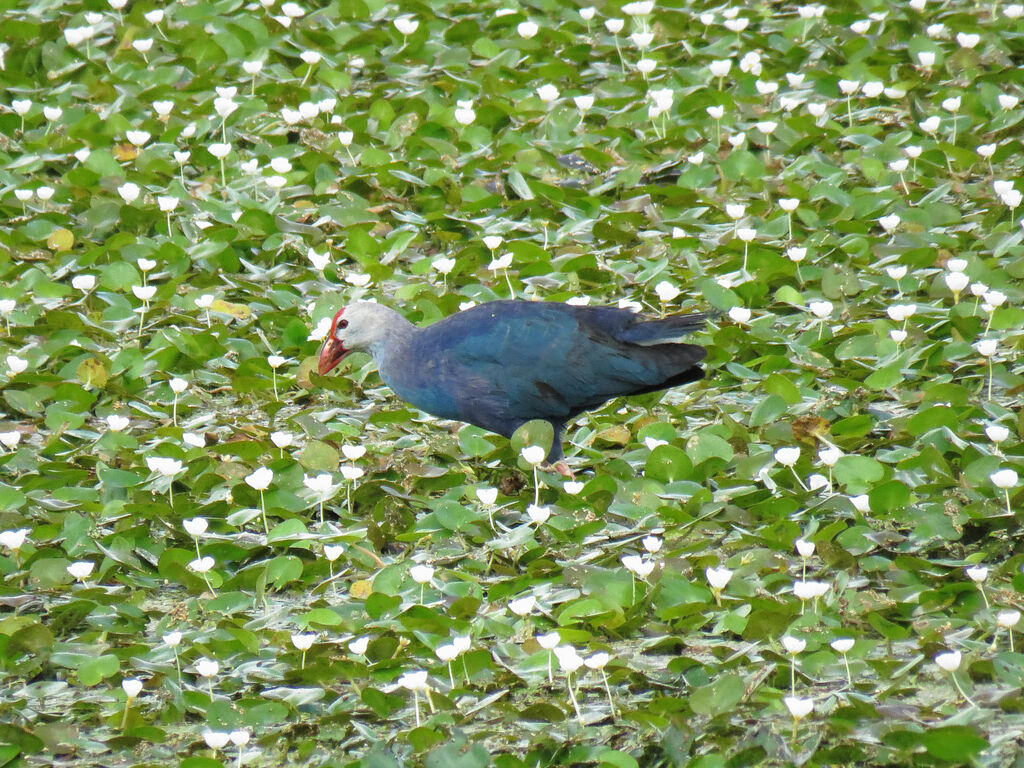 Grey-headed Swamphen