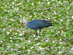 Grey-headed Swamphen