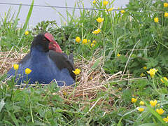 Australasian Swamphen