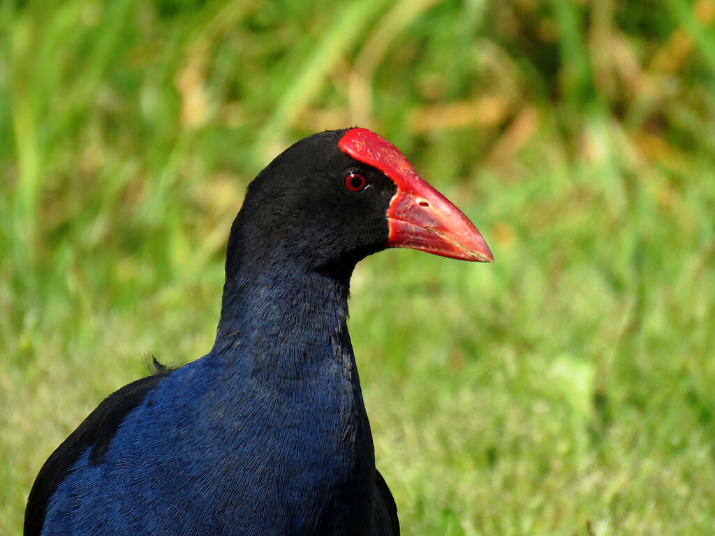 Australasian Swamphen