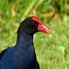Talève australe