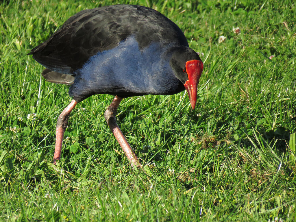 Australasian Swamphen