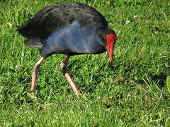 Australasian Swamphen