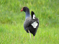 Australasian Swamphen