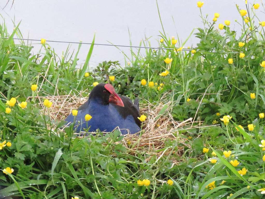 Australasian Swamphen