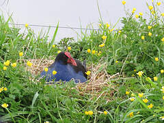 Australasian Swamphen