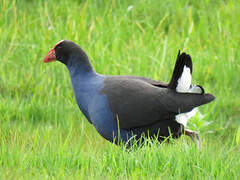 Australasian Swamphen