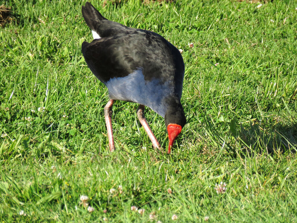 Australasian Swamphen