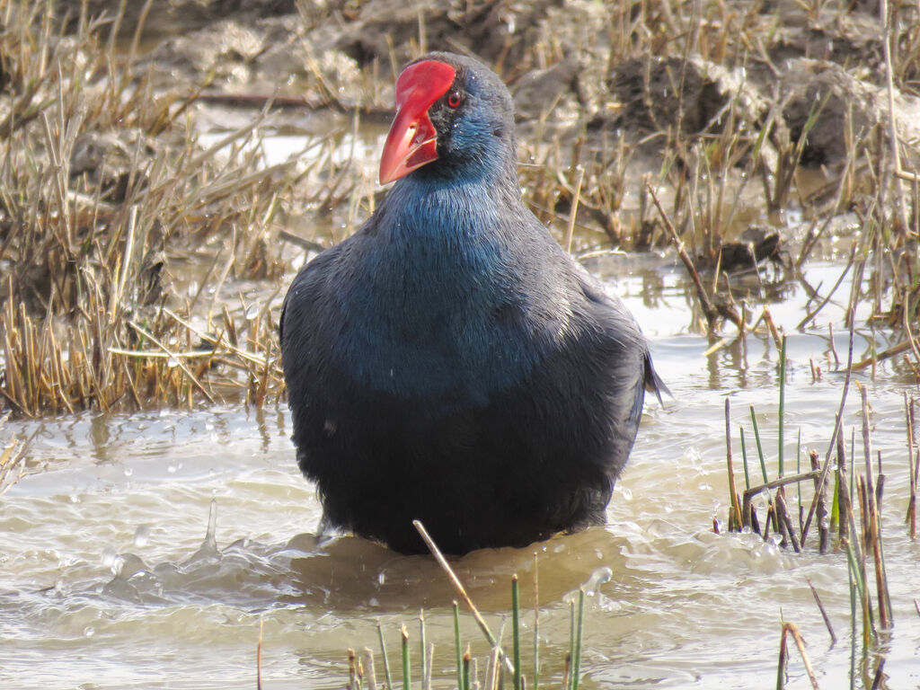 Western Swamphen