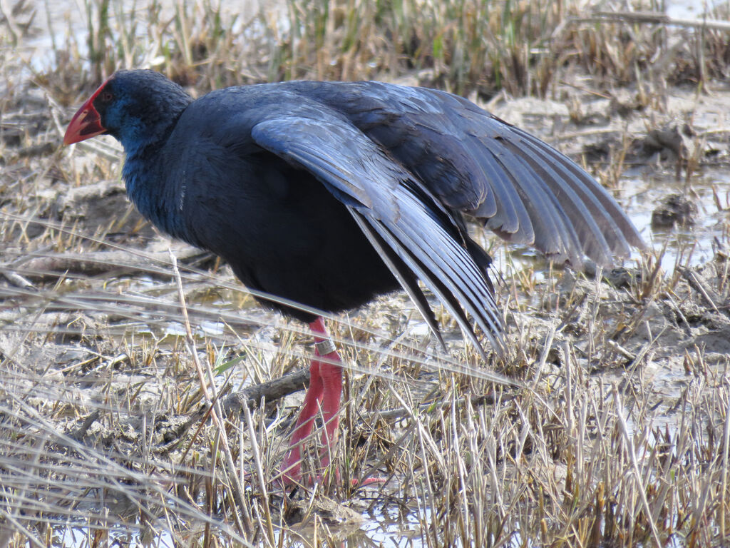 Western Swamphen