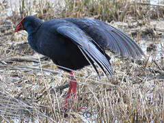 Western Swamphen