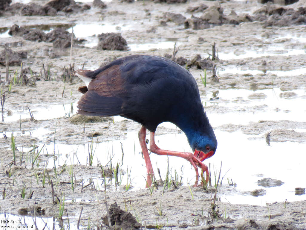 Western Swamphenadult, care