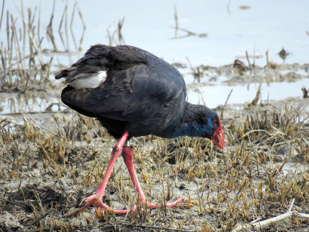 Western Swamphen