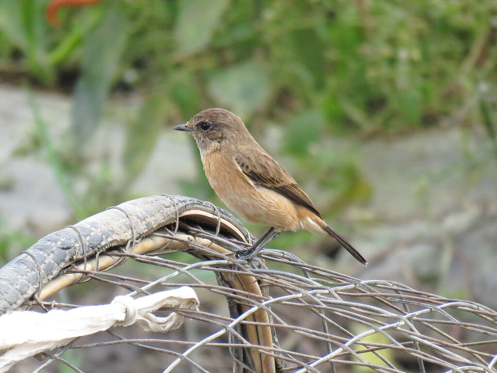 Siberian Stonechat