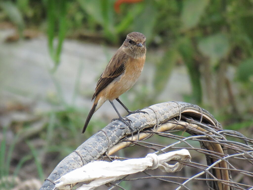 Siberian Stonechat