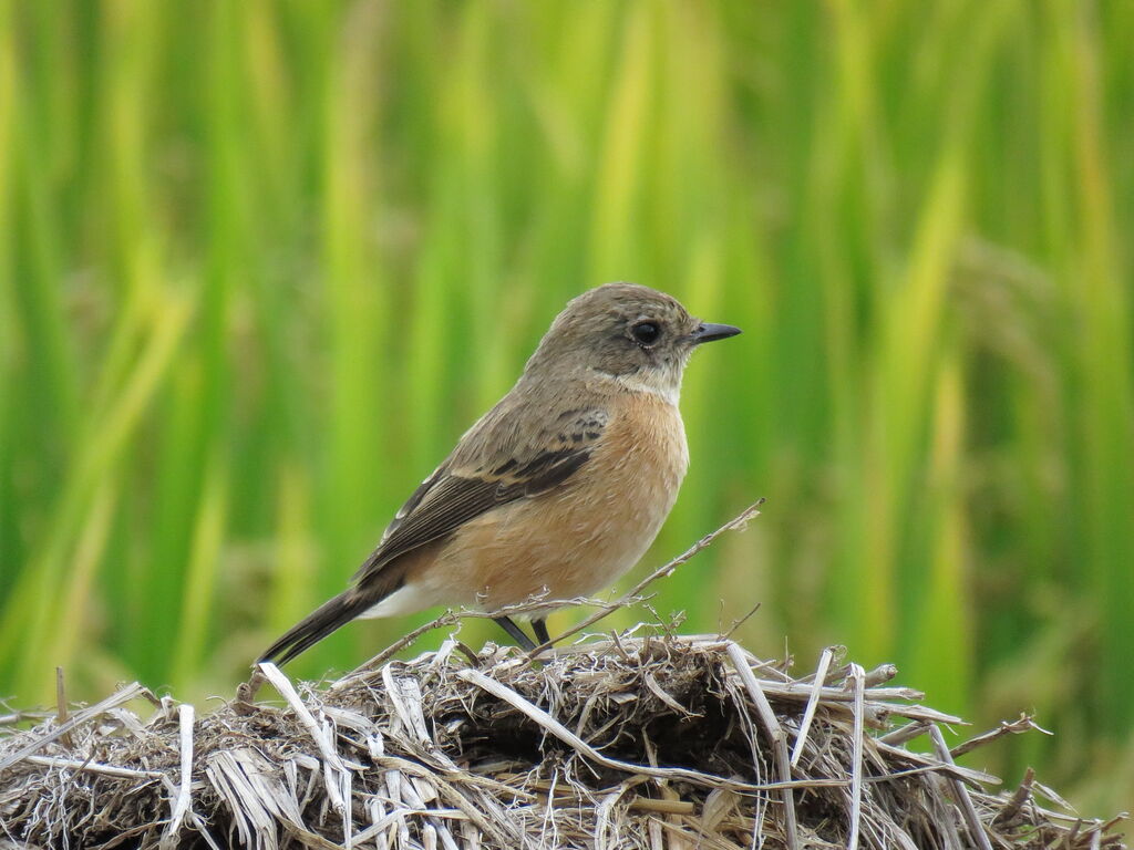 Siberian Stonechat