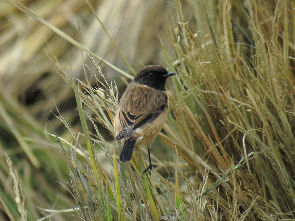 Siberian Stonechat