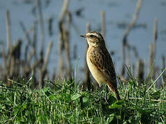 Whinchat