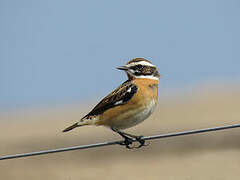 Whinchat