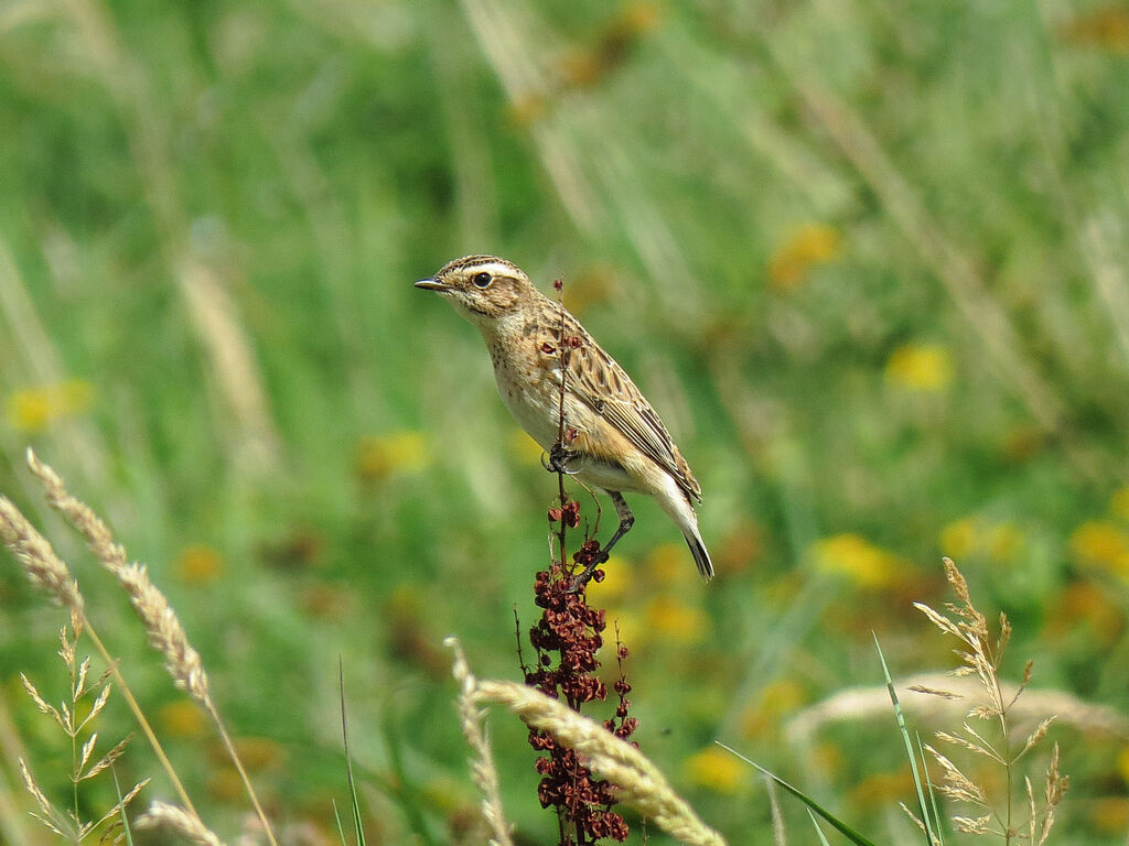 Tarier des prés