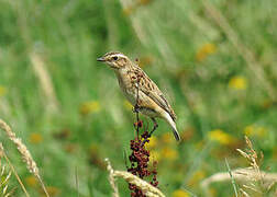 Whinchat